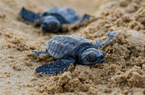 40 Adorable Pictures of Baby Turtles | Reader’s Digest