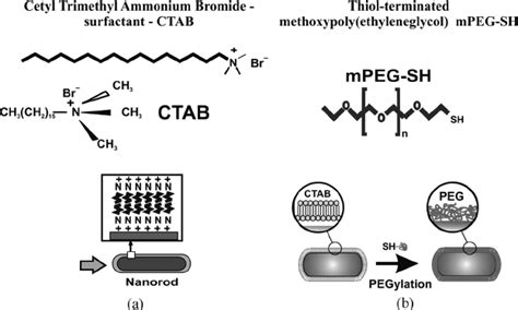 Gold nanorods are surrounded by: (a) CTAB as surfactant; and (b)... | Download Scientific Diagram