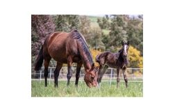 New South Wales - Australian Harness Racing