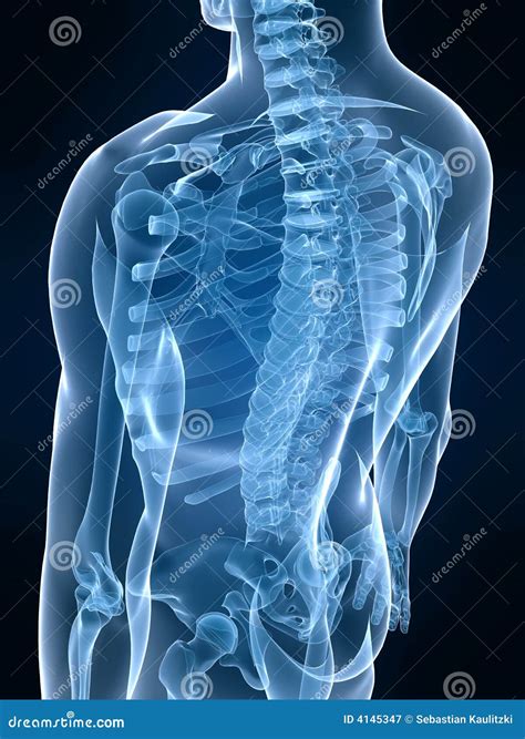 X-ray Back Royalty Free Stock Photography - Image: 4145347