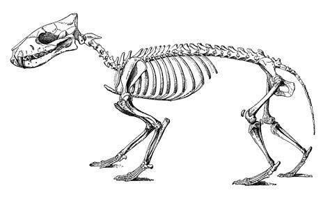 Hyaenodon cruentus skeleton by Rhabwar-Troll-stock on DeviantArt