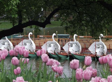 Swan Boats Opening Day 2023 | Boston.gov