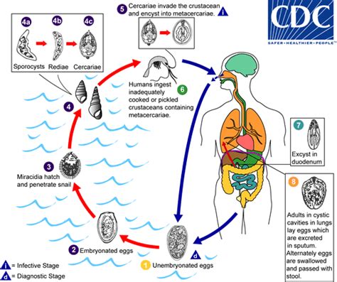 CDC - DPDx - Paragonimiasis