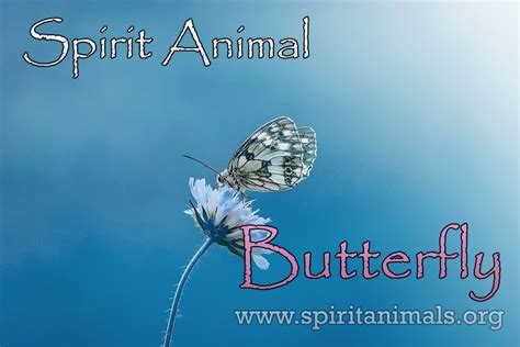 Butterfly Spirit Animal – Meaning and Interpretations - Spirit Animals