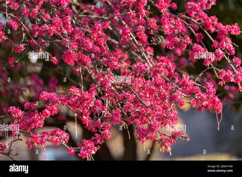 Pink red cherry blossom tree, sakura flowers Stock Photo - Alamy