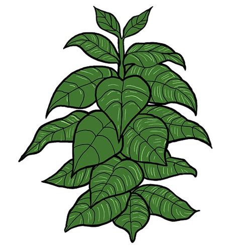 "Tobacco plant" by CigarInspector | Redbubble