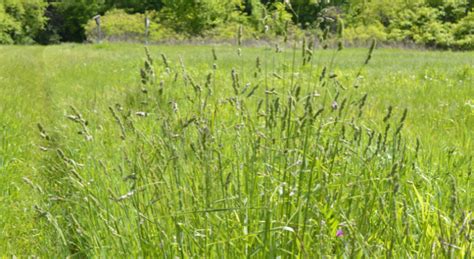 How to identify Orchard Grass | Grasses at a Glance | Illinois ...