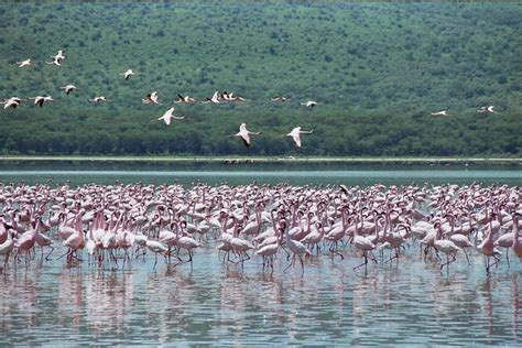 Nakuru National Park in Nairobi | TheList.Travel