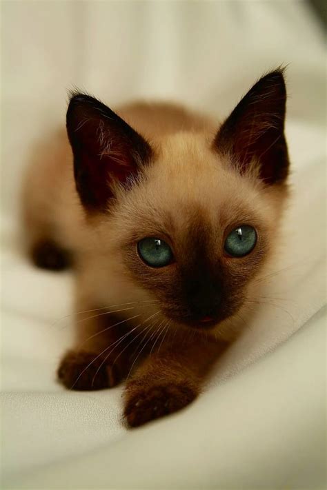 1018 best I am Siamese if you please...... images on Pinterest | Baby kittens, Siamese cats and ...