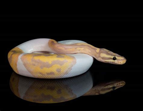 Banana Ball Python: Appearance, Care Guide & Facts - AZ Reptiles