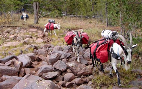 Pack Goats and Hiking Carts are the Newest Hiking Trends - HONEY BADGER WHEEL