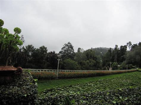 Botanical Garden, Ooty - Ooty