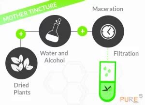 Maceration Plant Extraction Explained: Unlocking the Potential