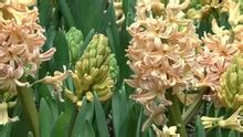 Peach Tulips & Pink Hyacinth Free Stock Photo - Public Domain Pictures