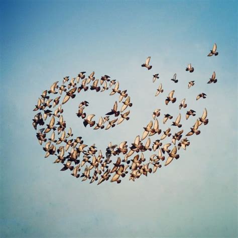 ‘Flying Formation’, A Series of Digital Photo Collages of Birds Flying ...