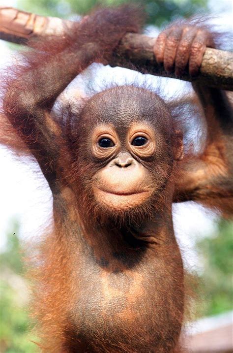 Baby Orangutan : r/aww