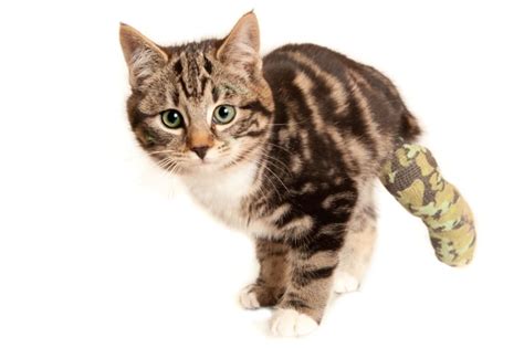 Cat Limping - When It's Time To Head To The Vet | Cave Creek Vets