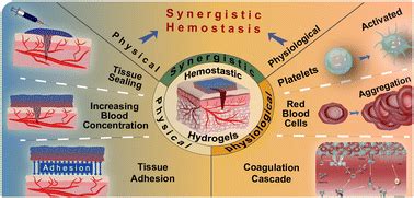 Functional hemostatic hydrogels: design based on procoagulant ...