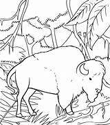 Bisonte En La Selva Para Colorear Pintar E Imprimir  Vector Premium sketch template