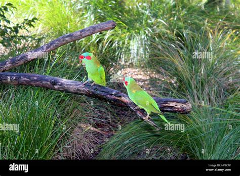 Auckland zoo animals hi-res stock photography and images - Alamy