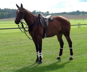 It’s NOT A Horse, It’s A Pony! Understanding The Polo Pony : Dallas ...