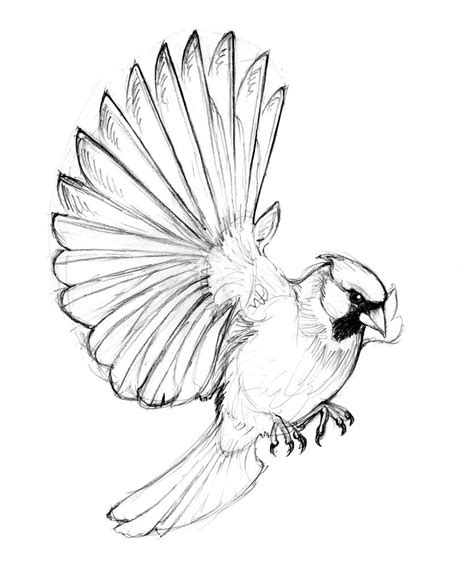 cardinal sketch | Bird sketch, Bird drawings, Cardinal drawing