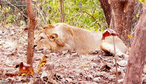 Visit to Gir forest - the only natural habitat for Asiatic Lion! - Page 2 - Team-BHP