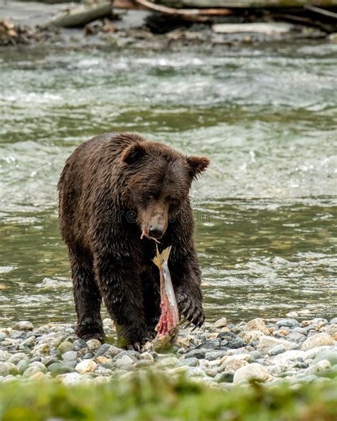 Vertical Shot of a Grizzly Bear Eating a Fish by the River Stock Photo - Image of predator ...