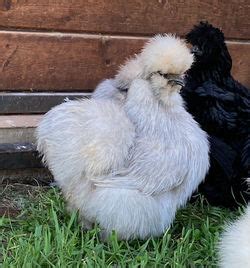 Silkie Lavender | Featherbaby Farm