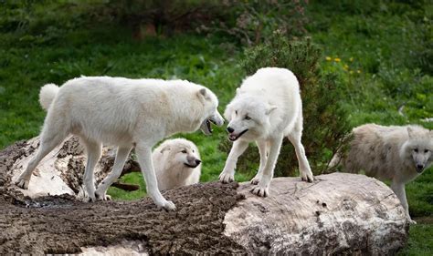 18 Facts About Timber Wolf - Facts.net