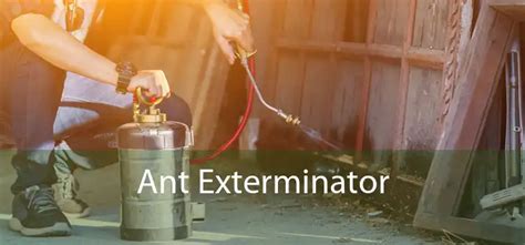 Ant Exterminator - Ant Exterminator Near Me