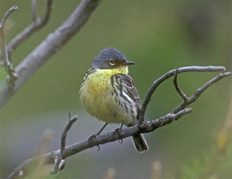 Kirtlands Warbler Photograph by G Ronald Austing - Fine Art America