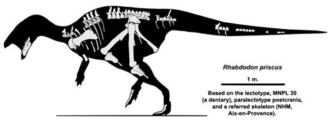 Rhabdodon Pictures & Facts - The Dinosaur Database