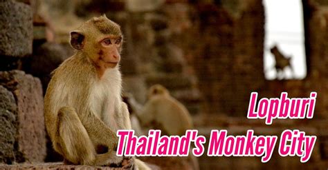 Exploring The Thailand Monkey City of Lopburi (and how to get there ...