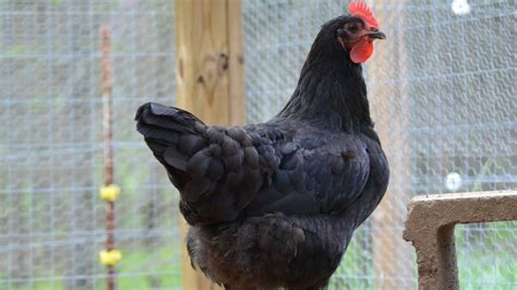 Jersey Giant Chicken - BLUE JERSEY GIANT PULLETS, chicks & hatching eggs ... / The breed was ...