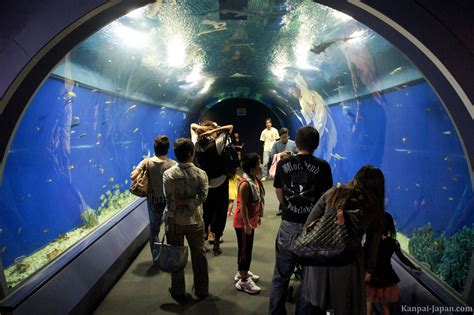 Kaiyukan Aquarium - The vertical tank with its whale shark