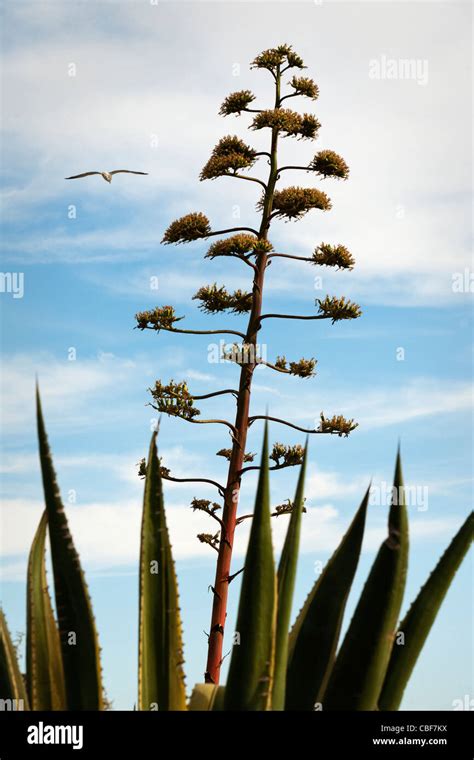 Agave americana flowering Stock Photo - Alamy