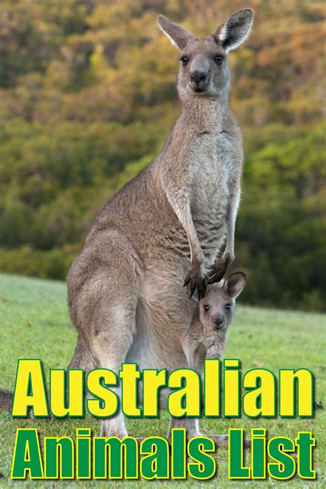 Australian Animals List With Pictures & Facts: Discover Australia's Wildlife | Australian ...