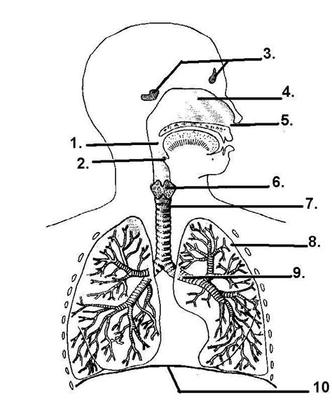 Respiratory System Diagram to Label Best Of Respiratory System Diagram ...