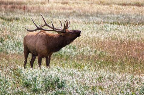 COLORADO TO IMPROVE ELK HERDS | EHUNTR