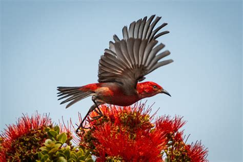 Apapane | Flying Bird | Passerine