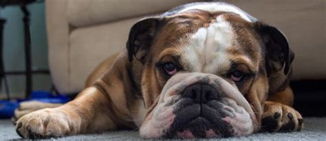 British Bulldog Complete Breed Guide | Pet Better with Pet Circle