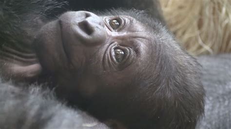 Baby gorilla helped into world by OB-GYN | CNN