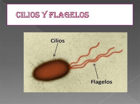 El Moderno Prometeo Cilios Y Flagelos Morfolog A B Sica - Riset