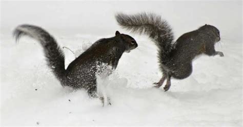 Why Are Squirrels Always Chasing Each Other? (Explained)