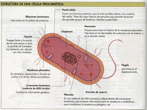 Celula Bacteriana Y Sus Partes Y Funciones - Compartir Celular