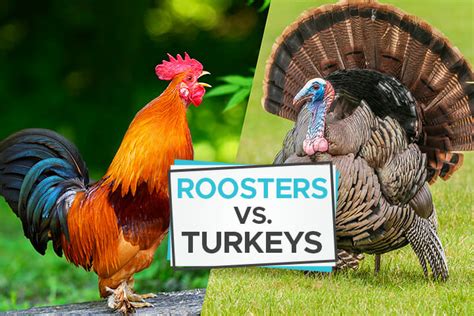 Rooster vs. Turkey [What Sets These Birds Apart?] - Birdwatching Buzz