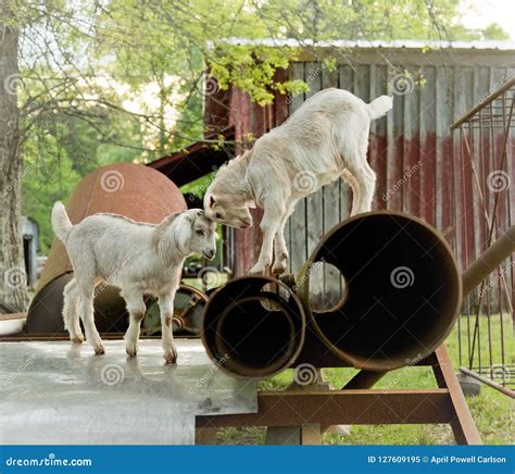 Baby Goats Playing on Farm stock image. Image of white - 127609195