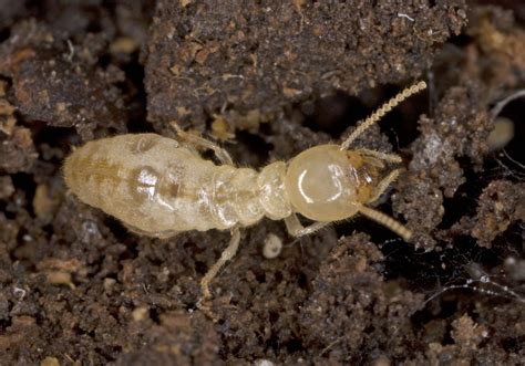 Eastern Subterranean Termite