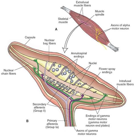 (A) Muscle spindles are located deep in the skeletal muscles parallel to the extrafusal muscle ...